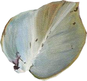 Single pale botanical petal