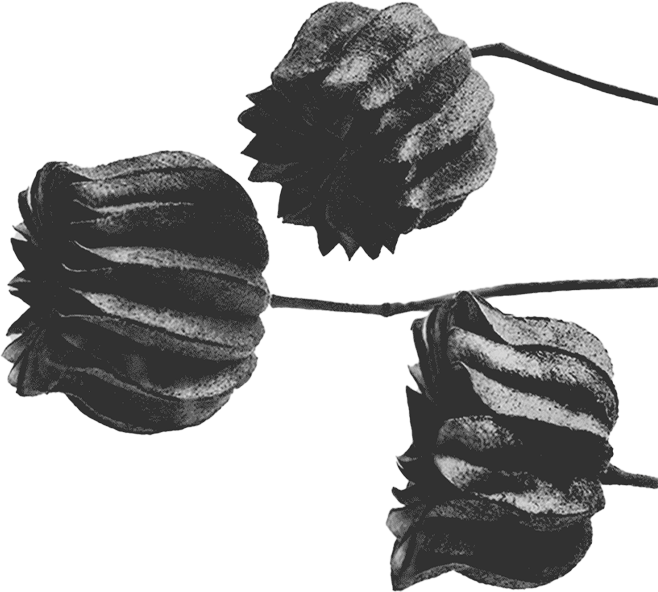Dark sculptural seed pods