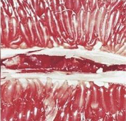 Close-up of a pomegranate section