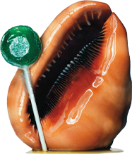 Glossy shell with green lollipop